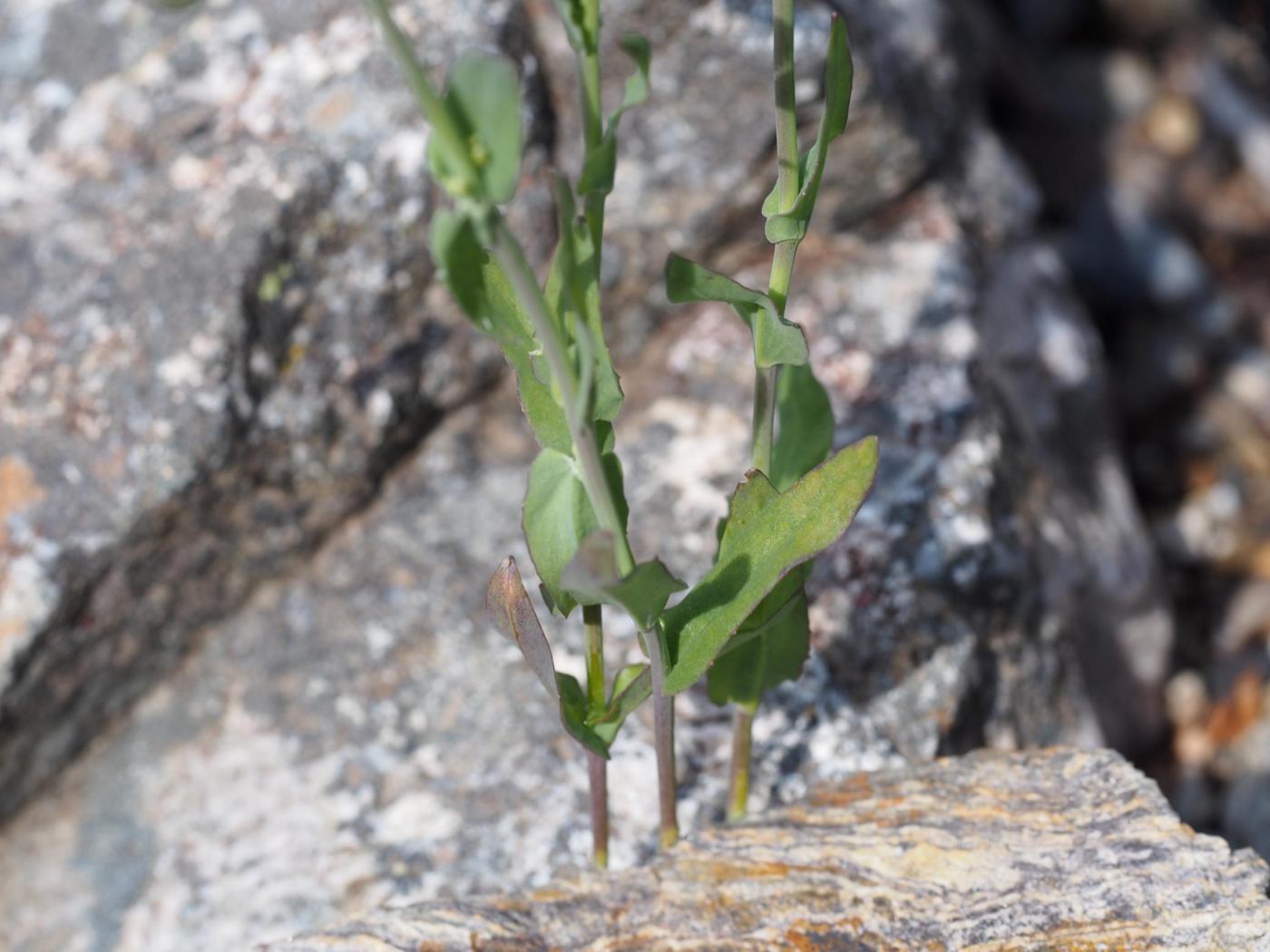 Tabouret, (Short-petalled) leaf